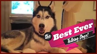 TOP 10 BEST TALKING DOGS EVER [upl. by Kali727]