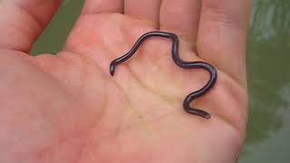 Tiny Snake that Looks Like a Worm [upl. by Boland]