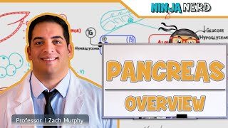 Endocrinology  Pancreas Overview [upl. by Silvanus]