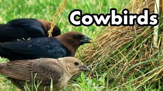 Brownheaded Cowbirds [upl. by Trilbie228]