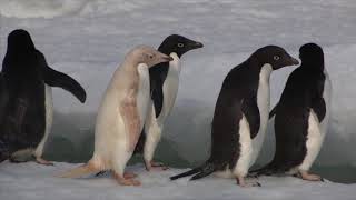 Adelie Penguins in Antarctica 2014 [upl. by Brosine]