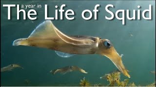 A Year in the Life of Squid [upl. by Sybley]