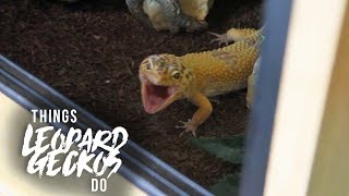 16 Things That Leopard Geckos Do [upl. by Ithnan581]