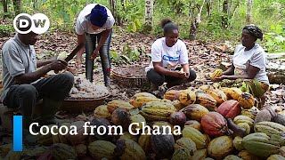 Rethinking cocoa cultivation in Ghana  Global Ideas [upl. by Ris]