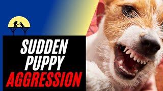 Sudden Puppy Aggression amp How to Stop It tutorial [upl. by Eeruhs]