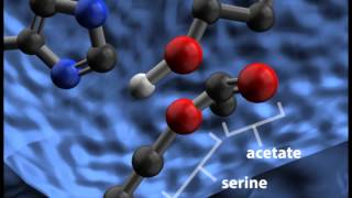 Acetylcholinesterase Cleaving Acetylcholine [upl. by Aneeuq]