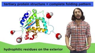 Types of Macromolecules Proteins Nucleic Acids Carbohydrates and Lipids [upl. by Burdelle]