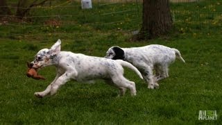 English Setter Field Tests  Too Cute [upl. by Adnolehs]