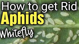 How to Get Rid of Aphids from your Plants  Whitefly [upl. by Maite616]