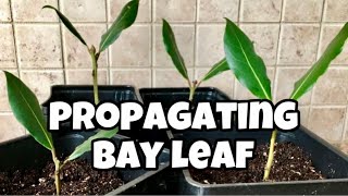 How To Propagate Bay Leaf From Cuttings  Laurus Nobilis  Bay Laurel [upl. by Airam]