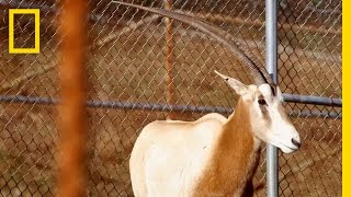 ScimitarHorned Oryx Making a Comeback  National Geographic [upl. by Nner]