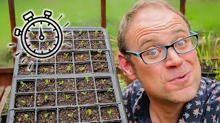 The Secret to Healthy Seedlings 🌱 How to Transplant Them [upl. by Nosduj687]