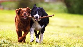 Funny Dogs 😂 Cute Dogs Playing Part 1 Funny Pets [upl. by Isborne]