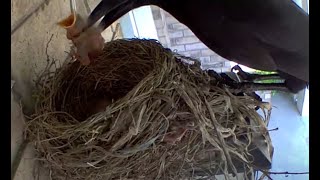 This is Nature  Newly Hatched Baby Robin Birds Eaten by Crows [upl. by Dagna]