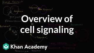 Overview of cell signaling [upl. by Phares910]