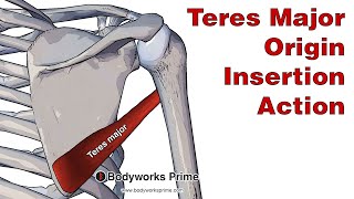 Teres Major Anatomy Origin Insertion amp Action [upl. by Albin]