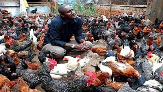 HOW TO START A FREE RANGE POULTRYCHICKEN FARM [upl. by Ydnac]