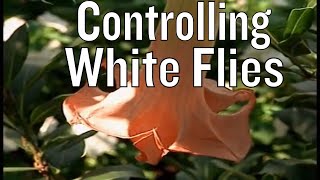 Controlling White Flies in Garden [upl. by Nahta581]