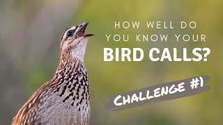 How well do you know your Southern African bird calls  Challenge no1 [upl. by Niac]