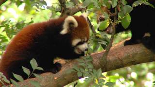 Wild Inside the National Zoo Raising Red Pandas [upl. by Fridell653]