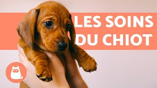 Comment soccuper dun chiot  🐶 GUIDE COMPLET [upl. by Berte846]