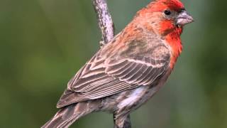 Backyard Birding Tips How to Identify a Lesser Goldfinch [upl. by Lail]