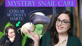 Mystery Snail Care Guide  Collab W Dusty Hartl [upl. by Pallaten]