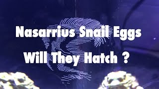 Nasarrius Snail Eggs But Will They Hatch [upl. by Truk216]