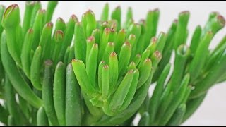 Crassula ovata quotGollumquot  Geldbaum Jade Plant [upl. by Oiliruam]