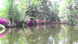 Magnolia Plantation and Gardens [upl. by Darcy]