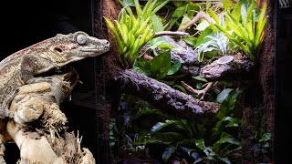 Bioactive Gargoyle Gecko Vivarium [upl. by Emoryt608]