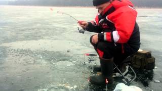 Wędkarstwo podlodowe leszcze spod lodu  Ice fishing Bream fishing in the winter [upl. by Eixor]