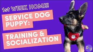 Training and Socializing Your Service Dog Puppys First Week Home [upl. by Publius52]