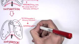 Mechanism of Breathing [upl. by Nednerb]