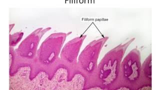 Histology Taste Buds and Lingual Papillae [upl. by Irneh]