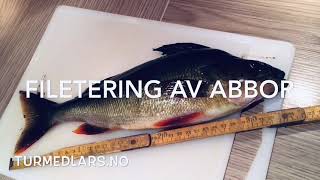 Filetering av Abbor  Fillet of Perch [upl. by Anastos]