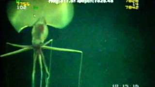 Magnapinna Squid Filmed at Drilling Site [upl. by Gerfen]