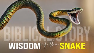 Wisdom Of The Serpent  Best Motivational Video [upl. by Darla]