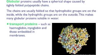 AS level B4 Fibrous and globular proteins [upl. by Rosemarie]