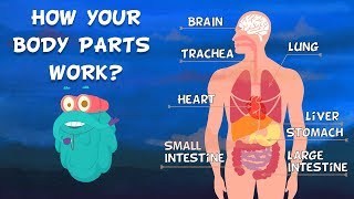 How Do Your Body Parts Work  Non Stop Episodes  The Dr Binocs Show  PEEKABOO KIDZ [upl. by Elle]