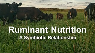 Ruminant Nutrition A Symbiotic Relationship [upl. by Siwel]