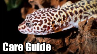 Complete Leopard Gecko Care Guide  2020 [upl. by Ronoh]