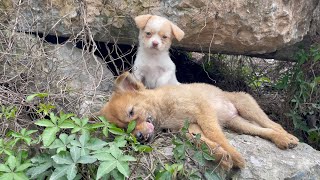 The cry for help of two dogs abandoned by their cruel owner on the side of the road and I saved them [upl. by Einafpets]