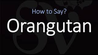 How to Pronounce Orangutan CORRECTLY [upl. by Aettam]