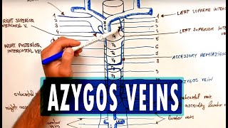 ANATOMY  Azygos Venous System [upl. by Herrah727]