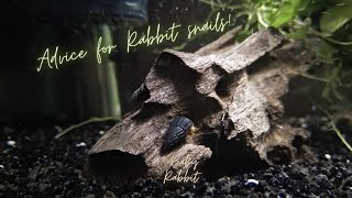 Advice for taking Care of your Rabbit Snails [upl. by Bennet]