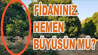 MEYVE FİDANLARINIZI HIZLI BÜYÜTMEK İÇİN BUNU YAPIN [upl. by Sehcaep]