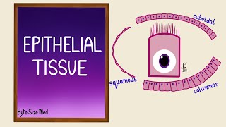 Epithelial Tissue  Epithelial cells  Classification  Histology [upl. by Nolubez740]