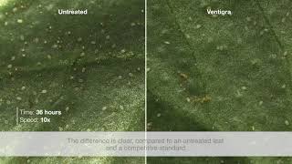 Ventigra® Insecticide  Nymph Whitefly Time Lapse [upl. by Penland]