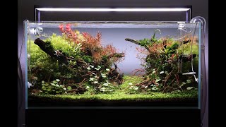 Aquascape Tutorial Step by Step 90cm Planted Aquarium [upl. by Dajma]